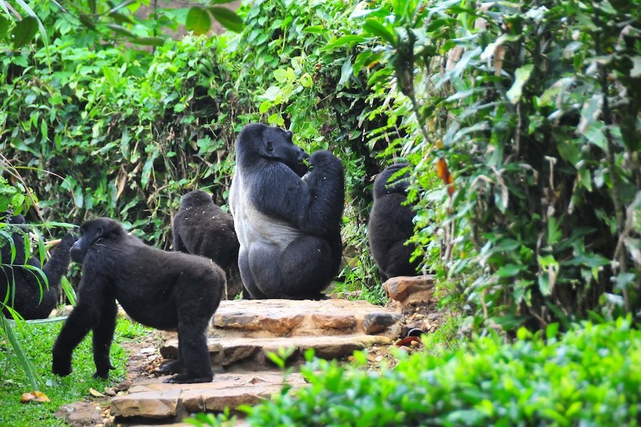 Bwindi-impenetrable-national-park