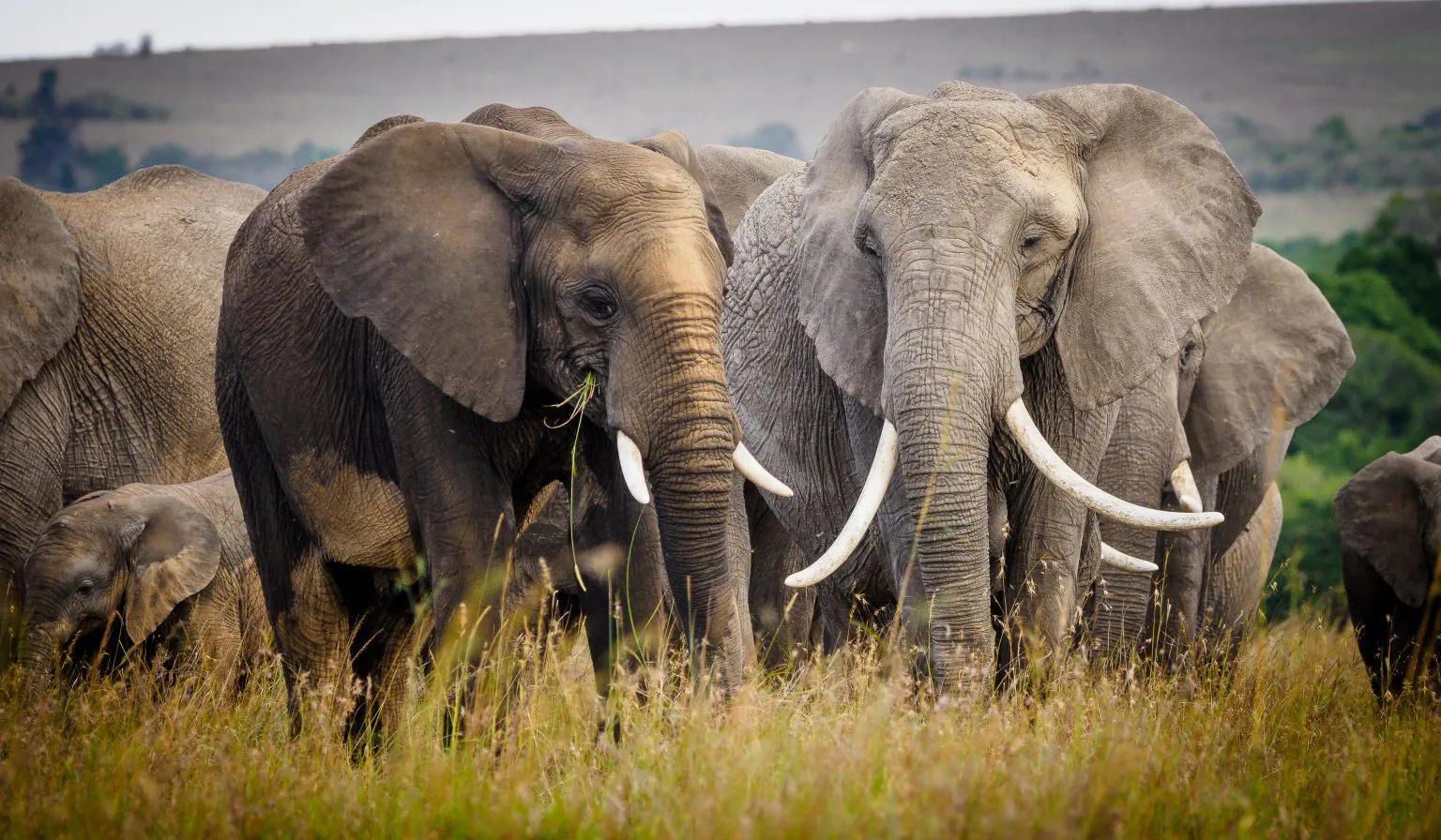 Kenya-19273-1536x896.jpg