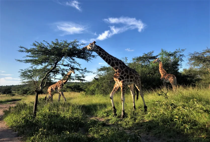 Top-things-to-do-lake-mburo-national-park