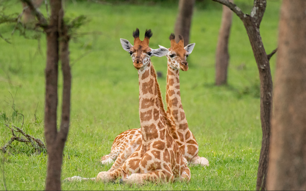 Tourist-Activities-in-Lake-Mburo-National-Park