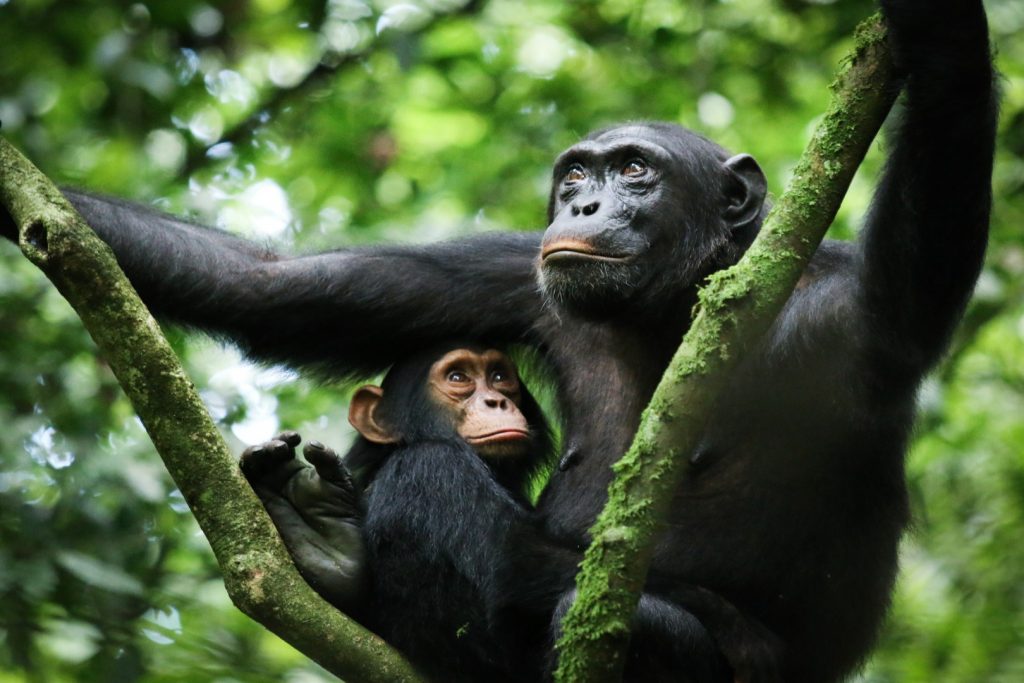 kibale forest