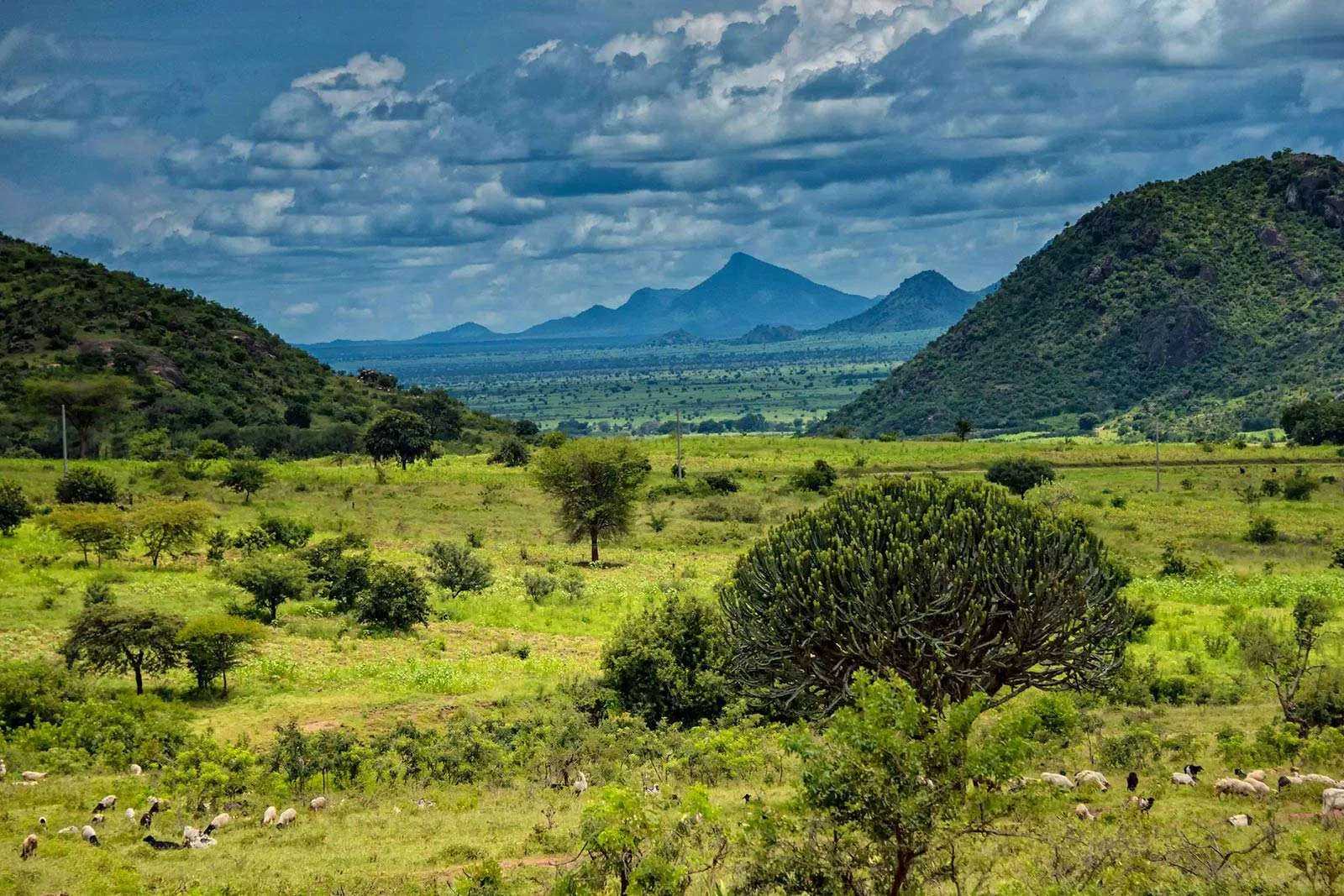 kidepo