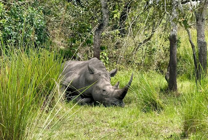 rhino