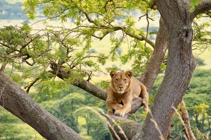 tree-climbing-lions