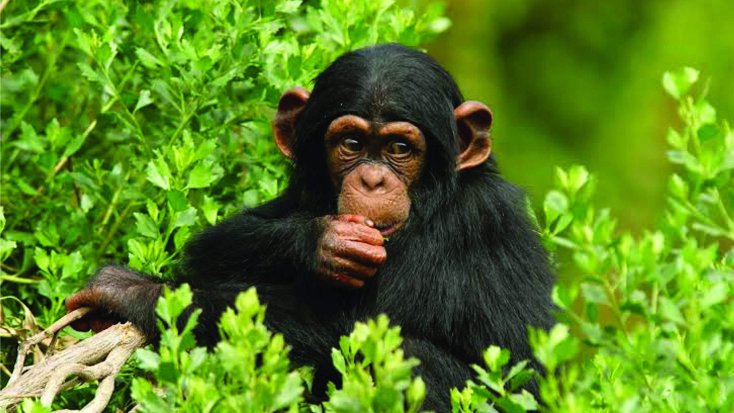 wildlife-2-01