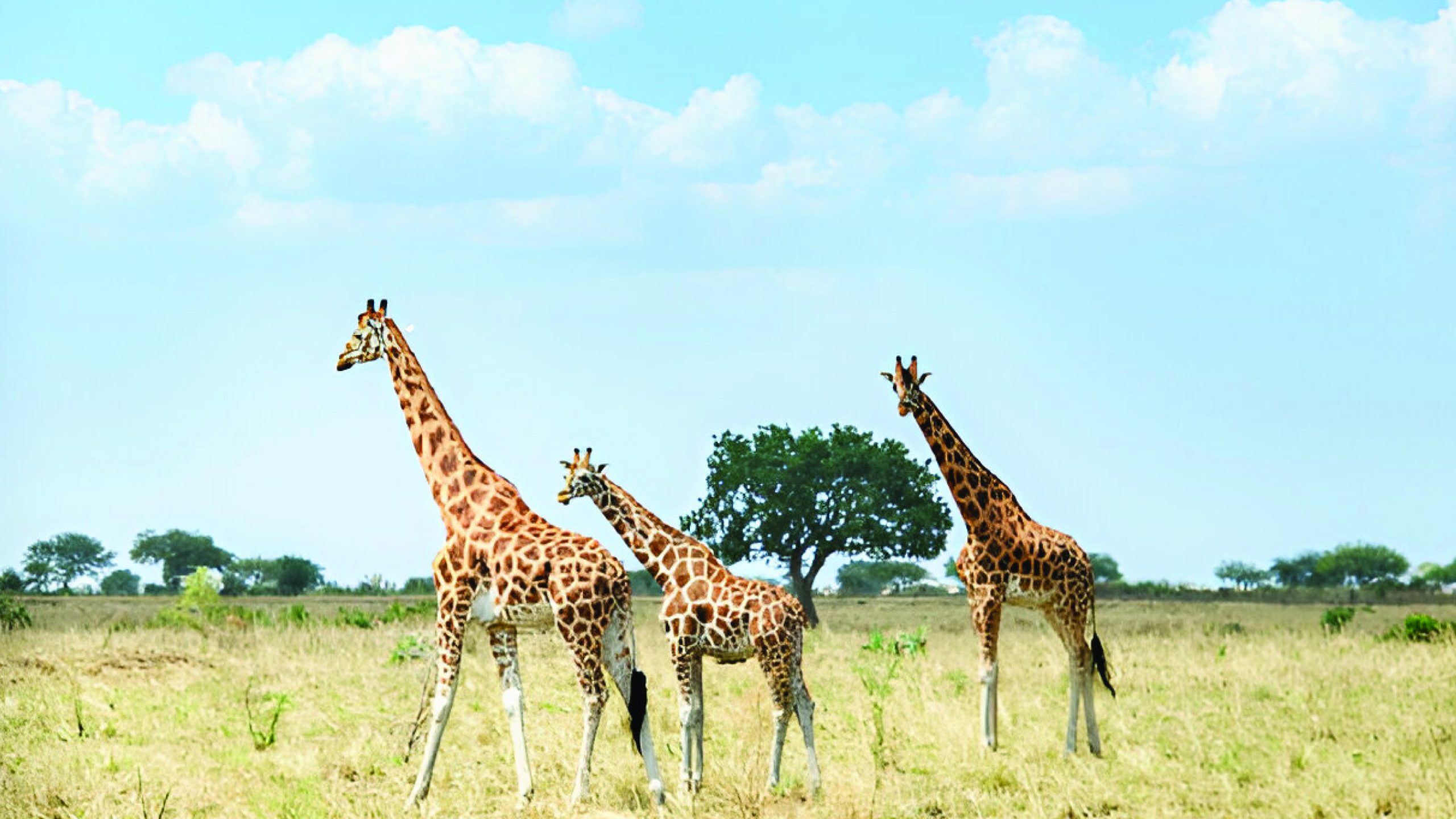 wildlife image 3-01